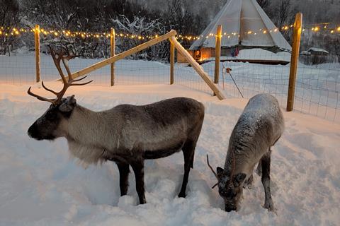 Reindeer in Norway