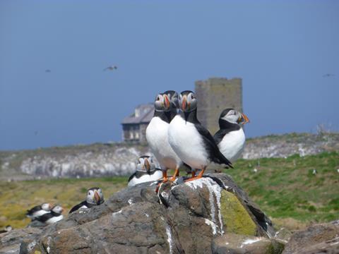 Puffin spotting boat trip on the Farne Islands in Northumberland