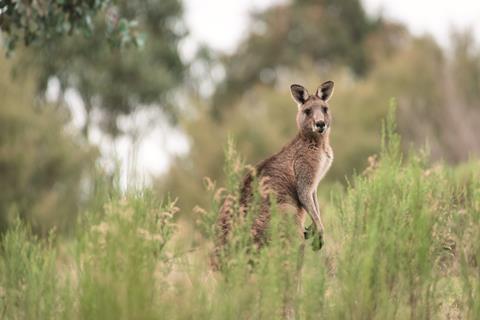 Kangaroo, Australia