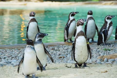 Penguins at ZSL London Zoo