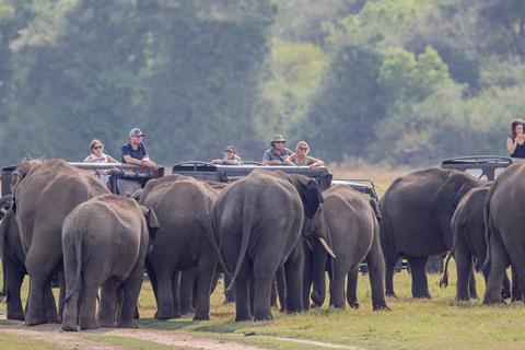 Sri Lanka elephants