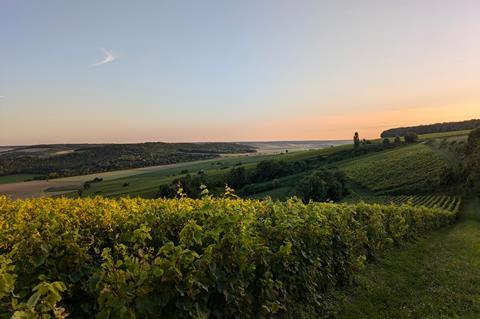 vineyards at sunset