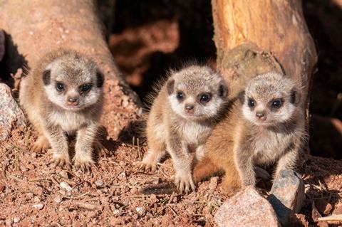 Dartmoor Zoo