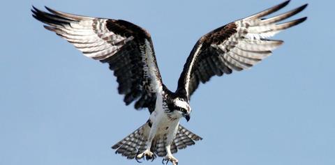 Osprey