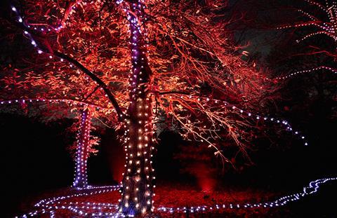 Christmas at Delamere Forest