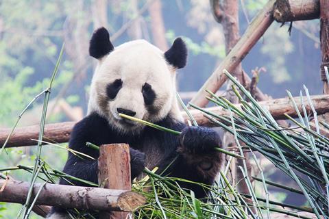 Panda