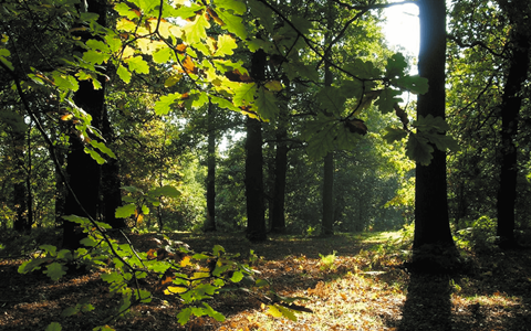 Sherwood Forest, Nottinghamshire