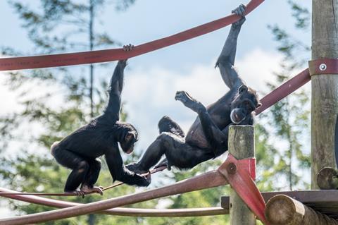 Monkey World - Ape Rescue Centre