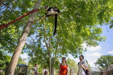 Lemur walkthrough at Bristol Zoo Project