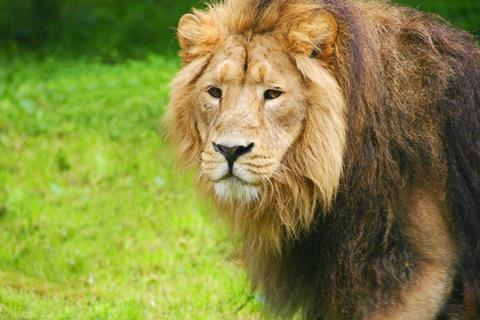 Lion at a zoo