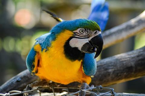 Blue and Gold Macaw