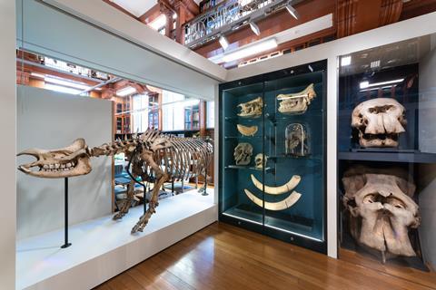 Exhibit with various bones inside glass cases.