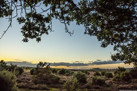 View across the landscape in the New Forest at dusk