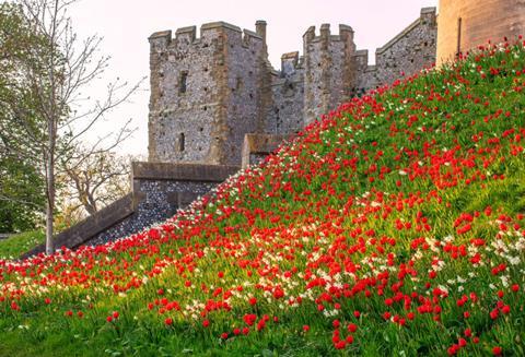 Red Apeldoorn Tulips with white Thalia Narcissi at Arundel Castle Tulip Festival 2023