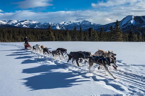 Husky sledding 