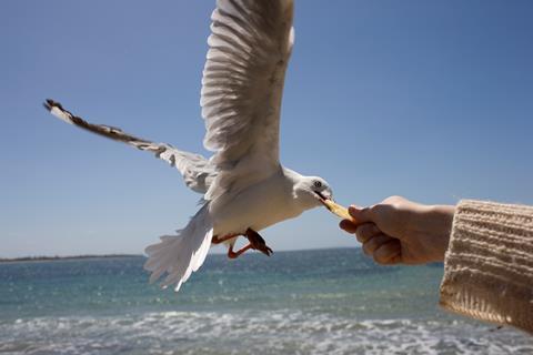 A seagull taking food out of a persons hand on a beach