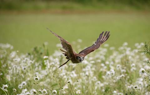 Herefordshire falconry display