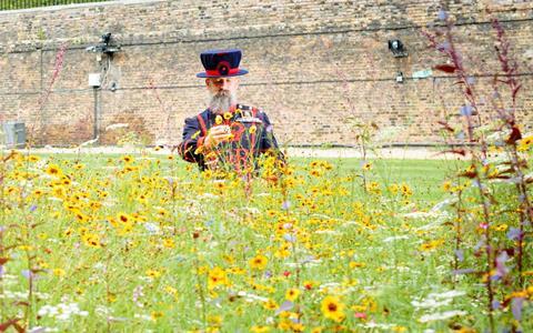 Superbloom at the Tower of London