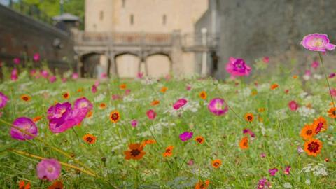 Superbloom at the Tower of London