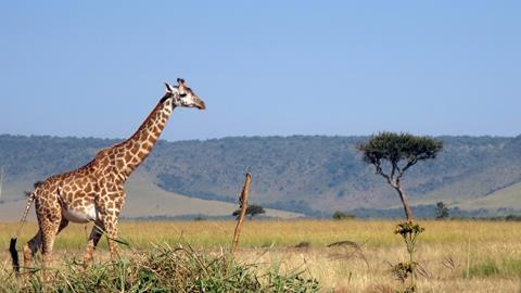 Maasai Mara, Kenya