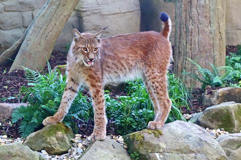 A Eurasian lynx inside its new European woodland-inspired enclosure at Drusillas Park in East Sussex