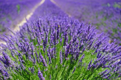 Lavender field