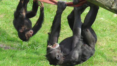 Simon and Thelma at MonkeyWorld