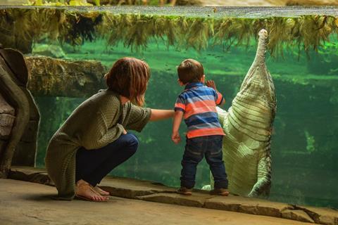 A little boy and his mum get up close to a sunda gharial reptile at Chester Zoo