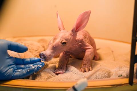 A baby aardvark being hand fed