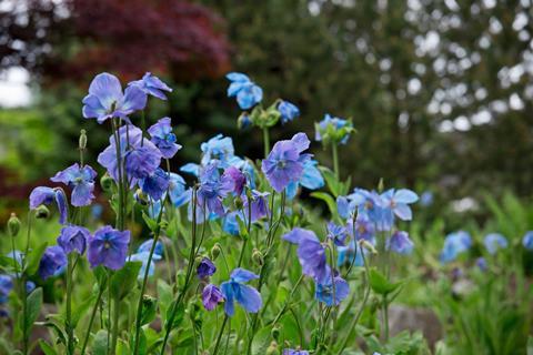 Blue poppy RHS Garden Harlow Carr