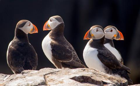 Puffins