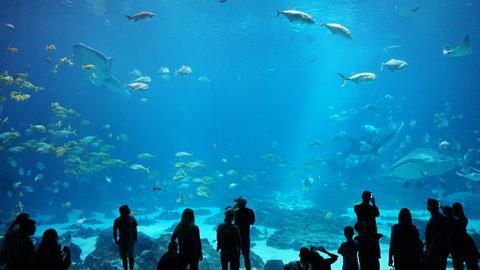 Georgia Aquarium