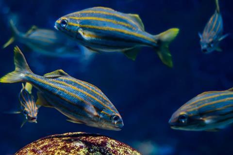 New England Aquarium, Boston