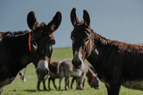 The Donkey Sanctuary, Devon