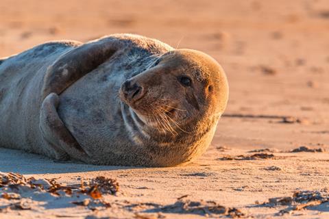 Grey seal pup