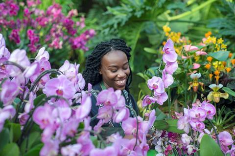 Kew Gardens' Orchid Festival