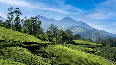 Tea plantation in the hills of Munnar, India
