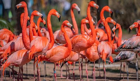 Chester Zoo