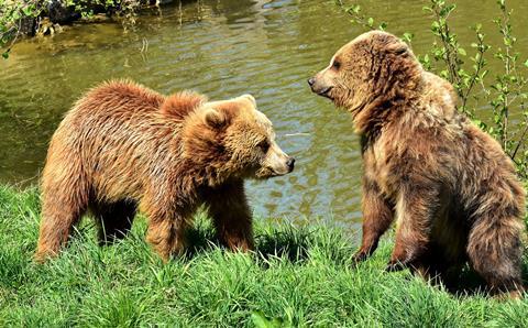 European brown bears